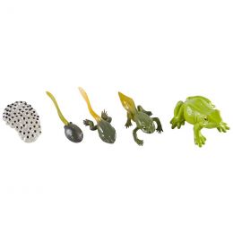 Life Cycle Objects - Frog 5pc
