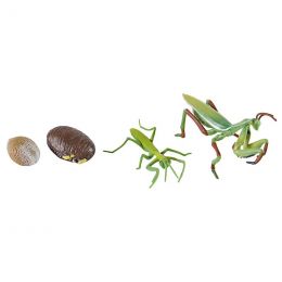 Life Cycle Objects - Praying Mantis 4pc