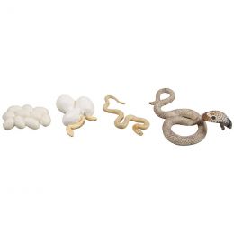 Life Cycle Objects - Cobra Snake 4pc