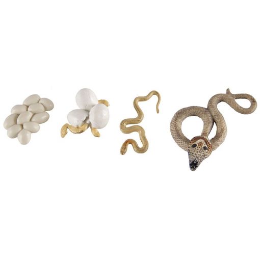 Life Cycle Objects - Cobra Snake 4pc