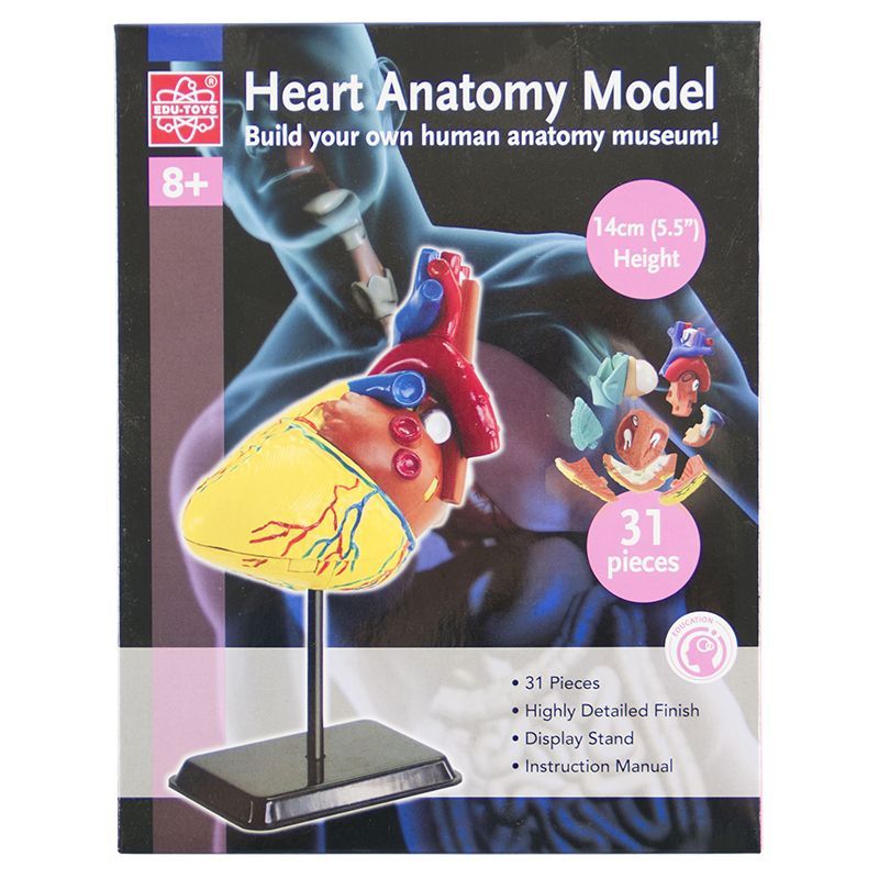 Heart Anatomy Model (31pcs)