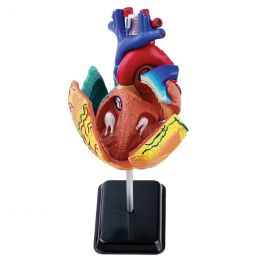 Heart Anatomy Model (31pcs)