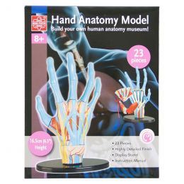 Hand Anatomy Model (23pcs)