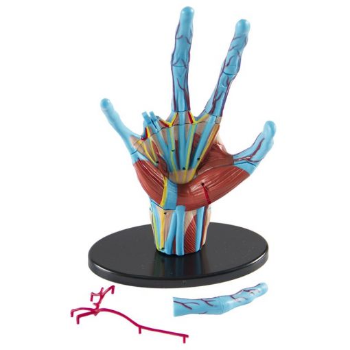 Hand Anatomy Model (23pcs)