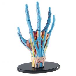 Hand Anatomy Model (23pcs)