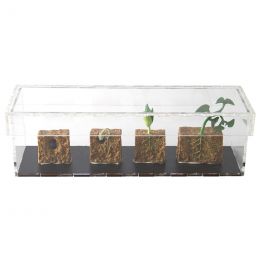 Life Cycle Objects - Green Bean 4pc in Display Case