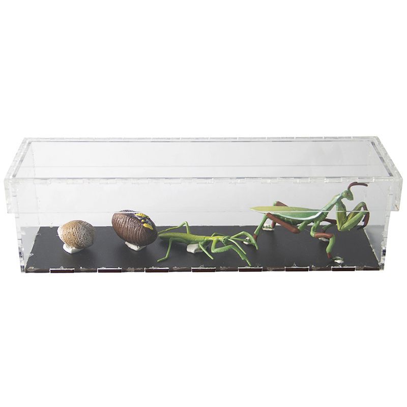 Life Cycle Objects - Mantis 4pc in Display Case