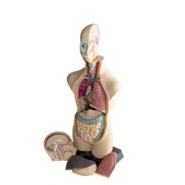 Human Anatomy Model (11pc) 50cm