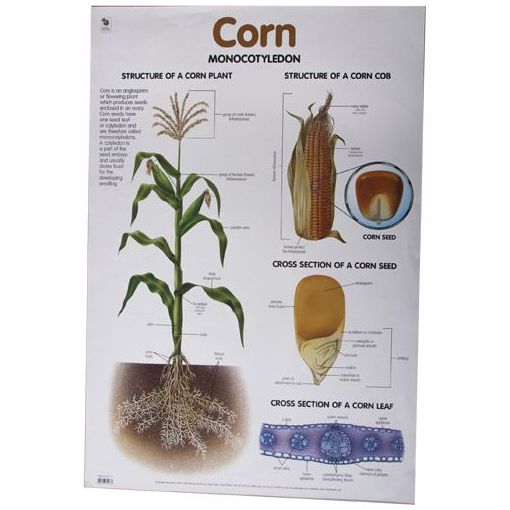 Poster - Corn