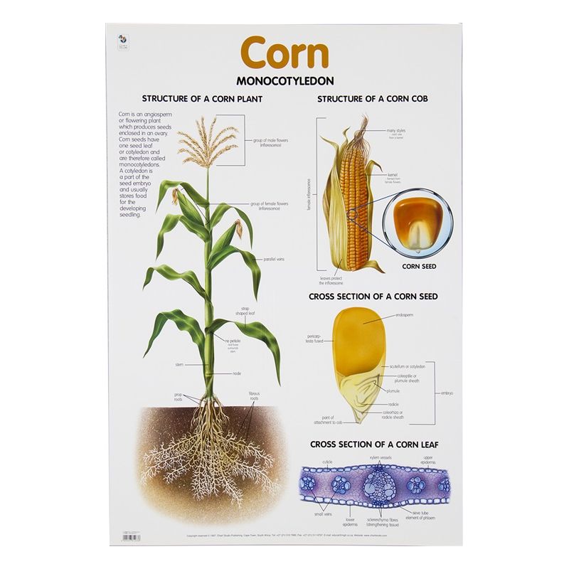 Poster - Corn