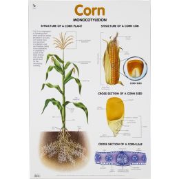 Poster - Corn