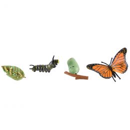 Life Cycle Objects - Butterfly 4pc