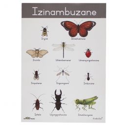 Poster - Insects (A2) (Xhosa)