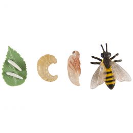 Life Cycle Objects - Bee 4pc