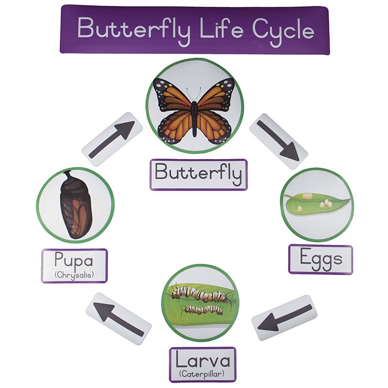 Magnetic Butterfly - Life Cycle (4 Step)