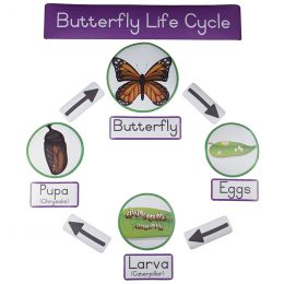 Magnetic Butterfly - Life...