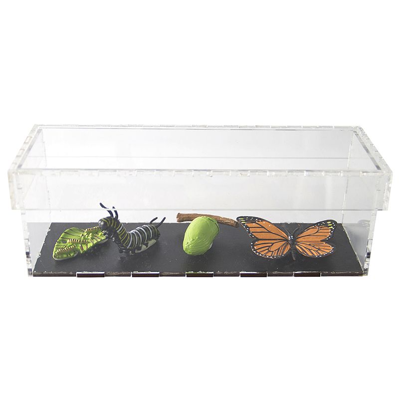 Life Cycle Objects - Butterfly 4pc in Display Case