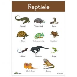 Poster - Reptiele (A2)