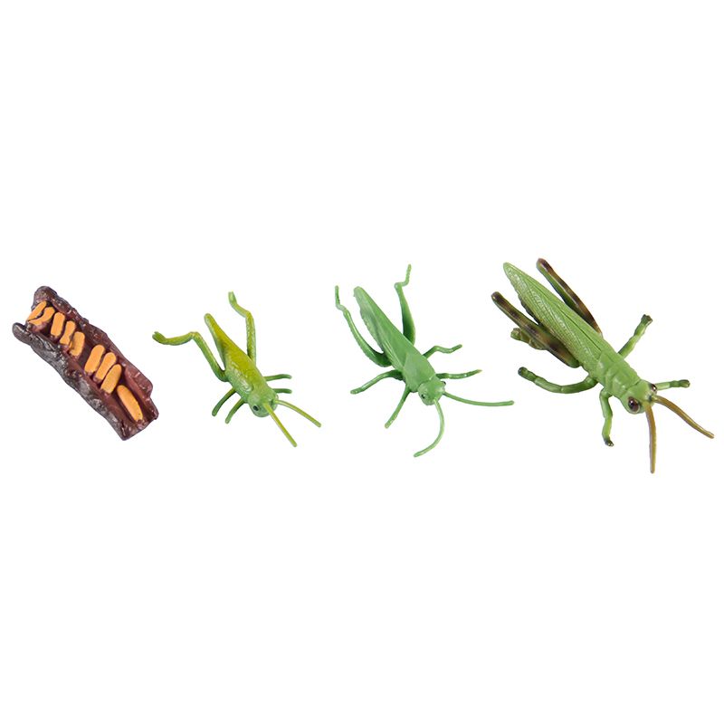 Life Cycle Objects - Grasshopper 4pc