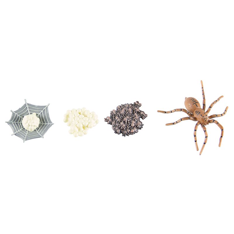 Life Cycle Objects - Spider 4pc