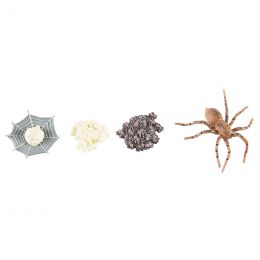 Life Cycle Objects - Spider...