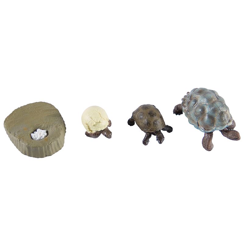 Life Cycle Objects - Tortoise 4pc