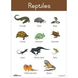 Poster - Reptiles (A2)