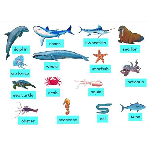 Felt Theme - Sea Creatures - Pictures (15pc) - Captions (15pc)