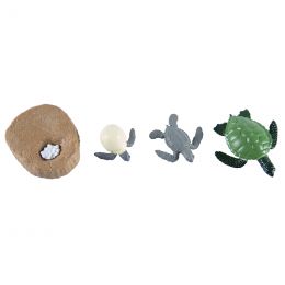Life Cycle Objects - Turtle...