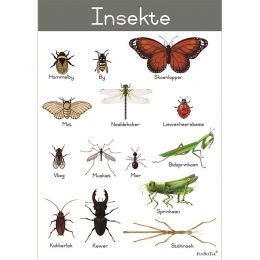 Poster - Insekte (A2)