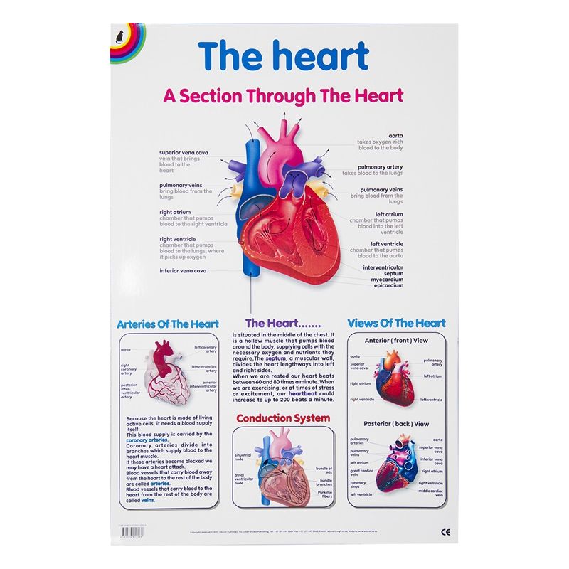 Poster - The Heart