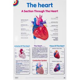 Poster - The Heart