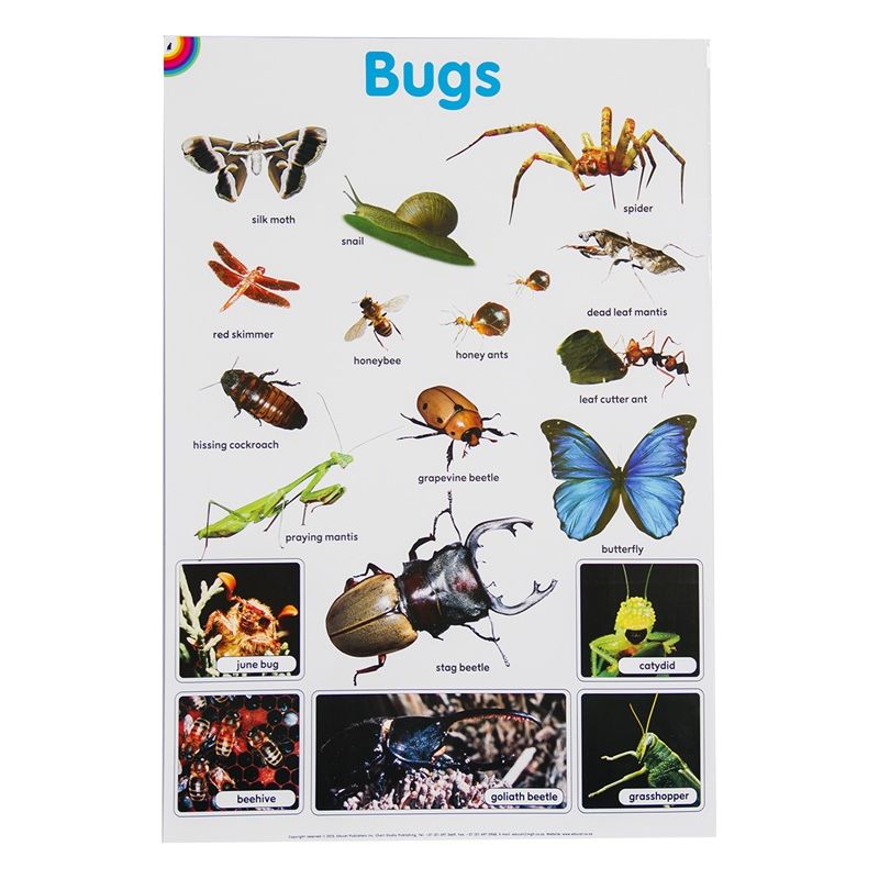 Poster - Bugs