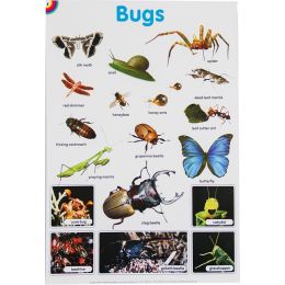 Poster - Bugs