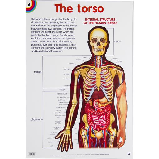 Poster - The Torso