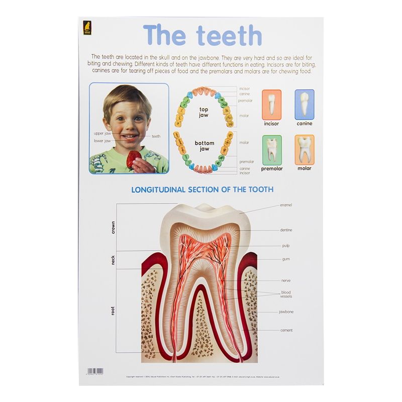 Poster - Teeth