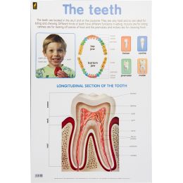 Poster - Teeth