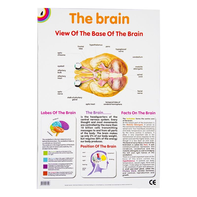Poster - Brain