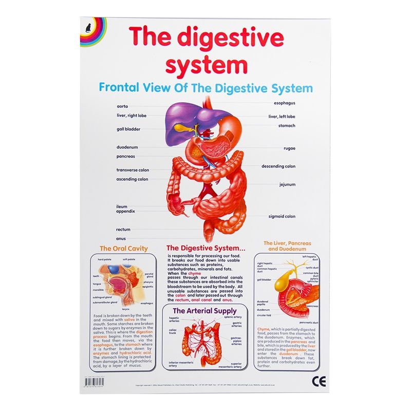 Poster - Digestive System