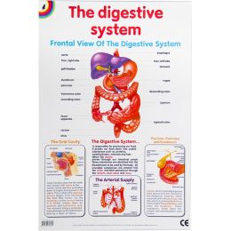 Poster - Digestive System