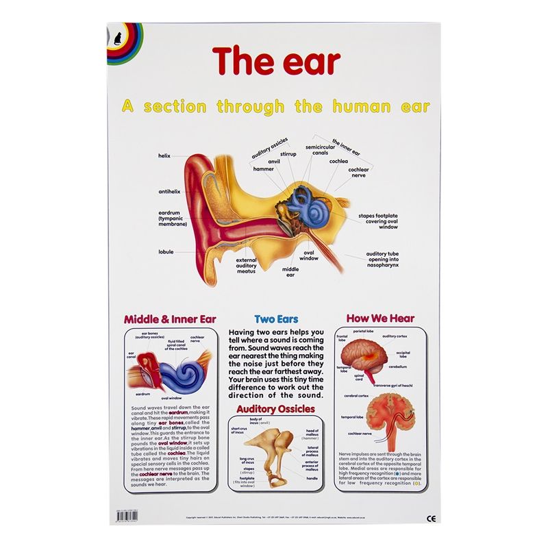 Poster - Ear
