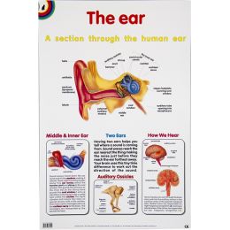 Poster - Ear