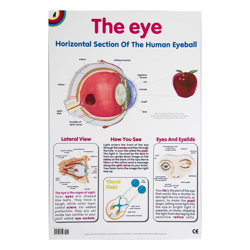 Poster - Eye
