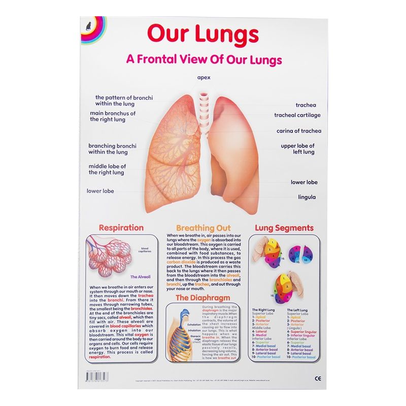 Poster - Lungs