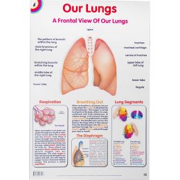 Poster - Lungs