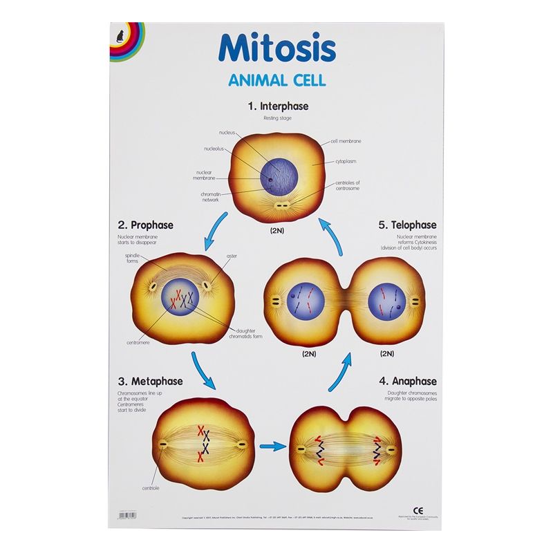 Poster - Mitosis