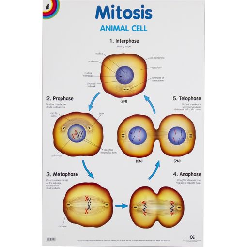 Poster - Mitosis