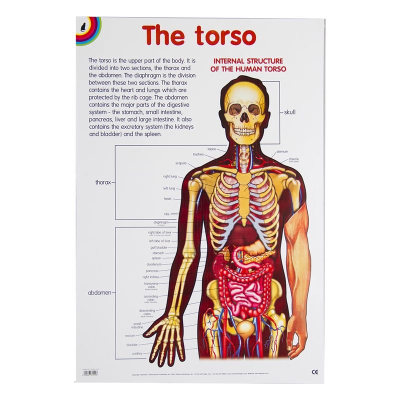 Poster - The Torso