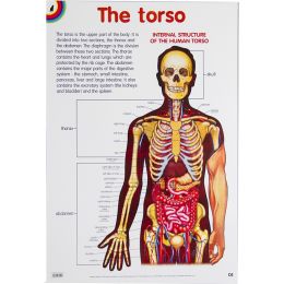 Poster - The Torso