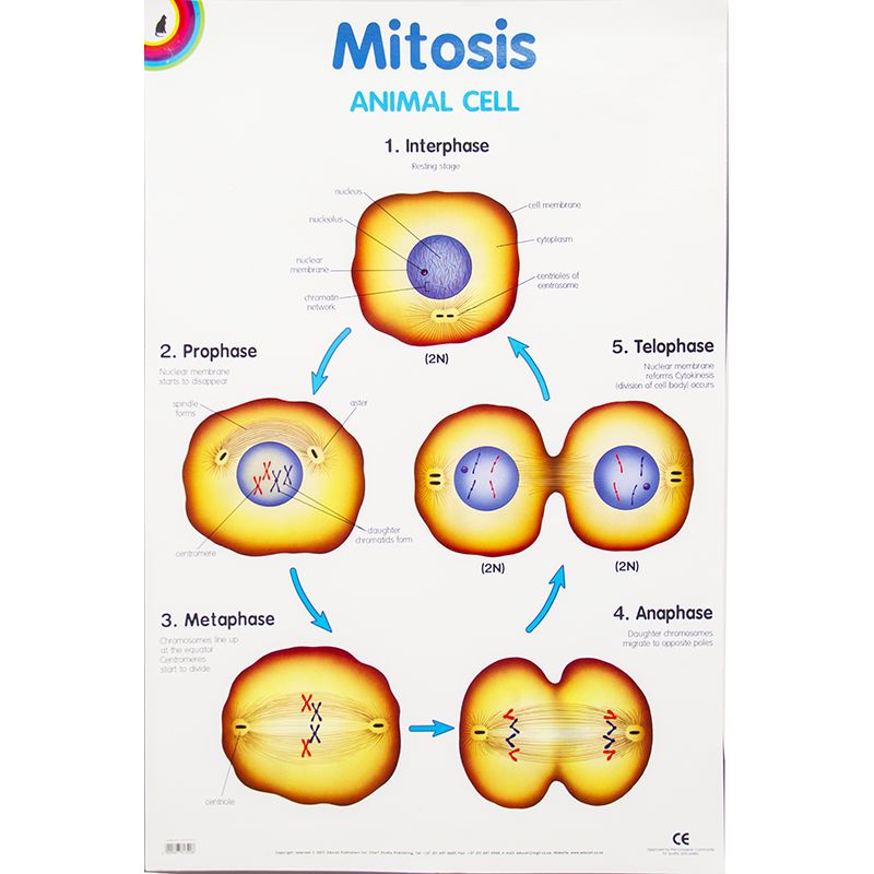 Poster - Mitosis